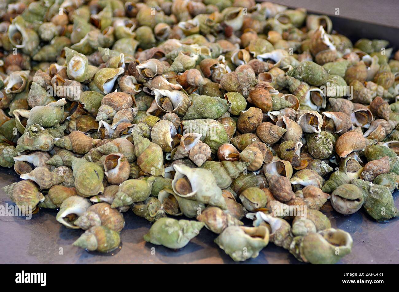 Bélgica, caracoles de mar comestibles Foto de stock