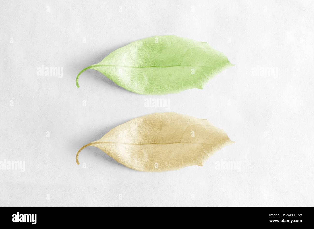 Dos hojas que representan la primavera y el otoño. Uno fresco y verde, el otro amarillo dorado y el envejecimiento. Fondo de papel blanco. Foto de stock