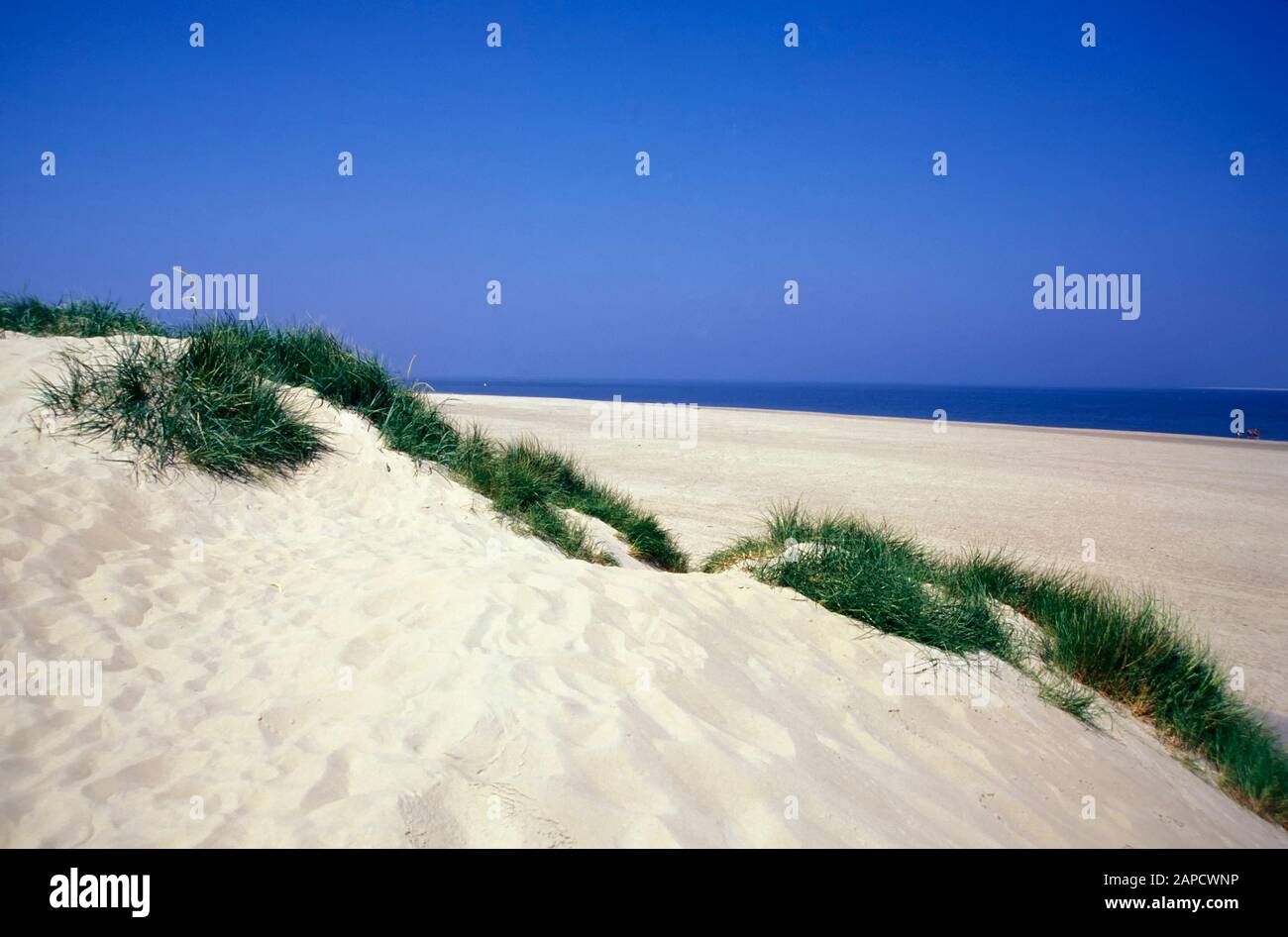 Playa en el norte de la isla de Texel, Mar del Norte, países Bajos, Europa Foto de stock