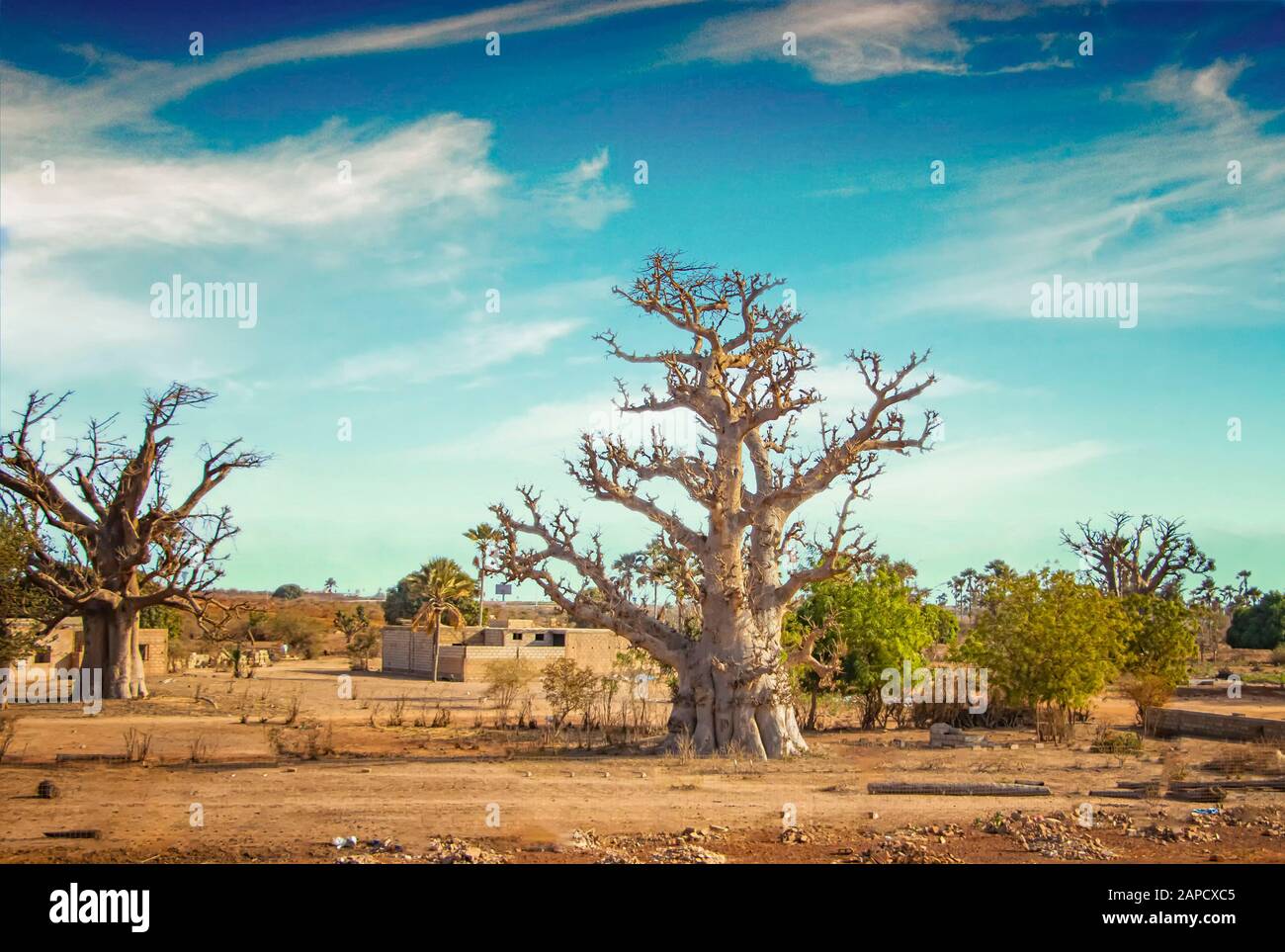 Sabana africana con árbol típico de baobab en Senegal, África. Está cerca de Dakar. En el fondo hay un cielo azul. Foto de stock