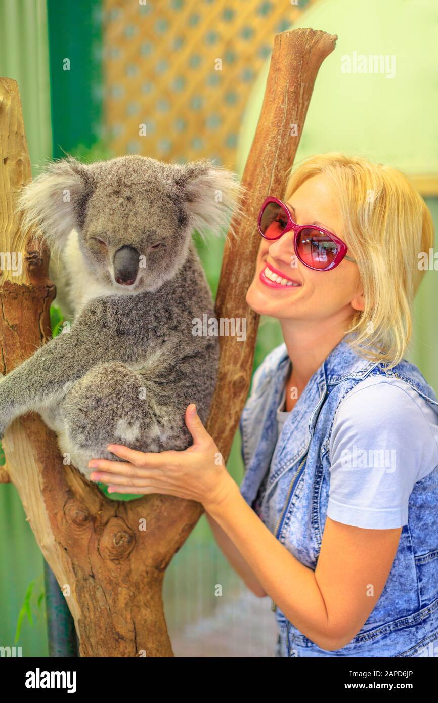 Una feliz mujer turística toca un oso koala, Phascolarctos cinereus, en el tronco de eucalipto. Encuentro con el animal marsupial australiano en Australia. Koala Foto de stock