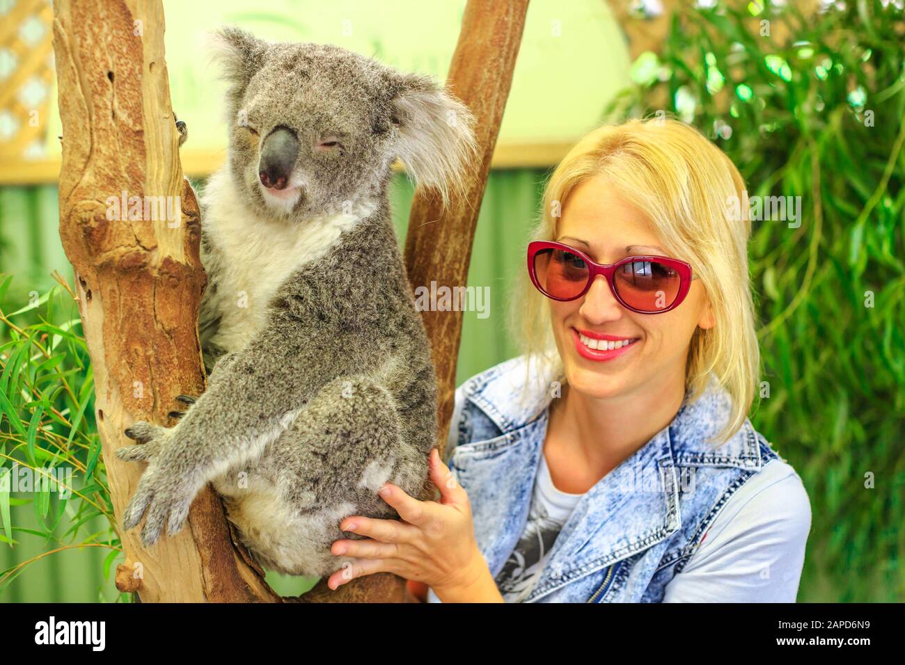 Una mujer caucásica feliz toca un oso koala, Phascolarctos cinereus, en el tronco de eucalipto en Victoria. Encuentro con el animal marsupial australiano Foto de stock