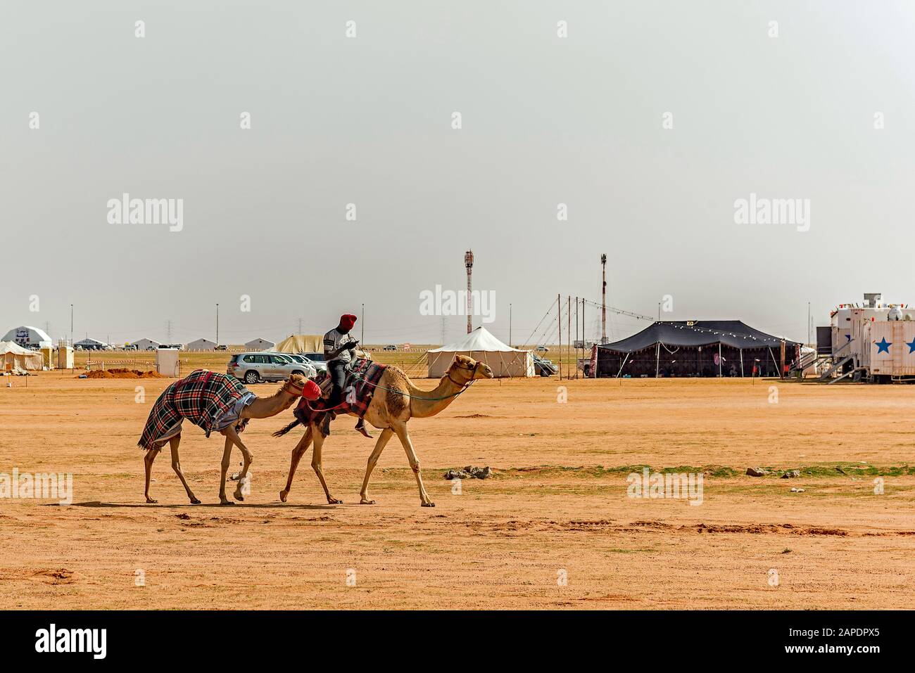 Vistas de camello y jinete Foto de stock