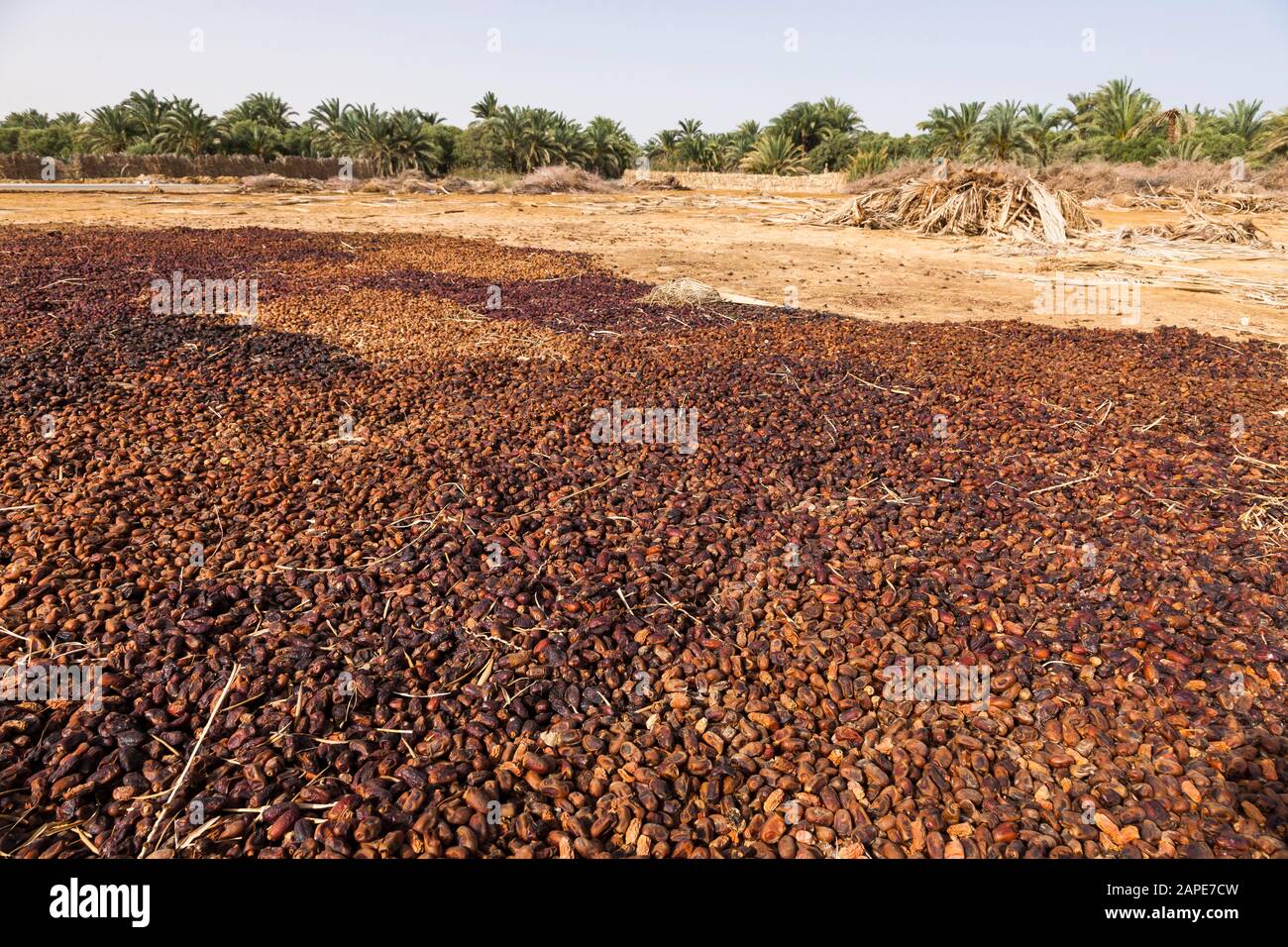 Jujube seco, en los campos de palma, granja agrícola, producto especial, Siwa Oasis, Siwa, Egipto, África del Norte, África Foto de stock
