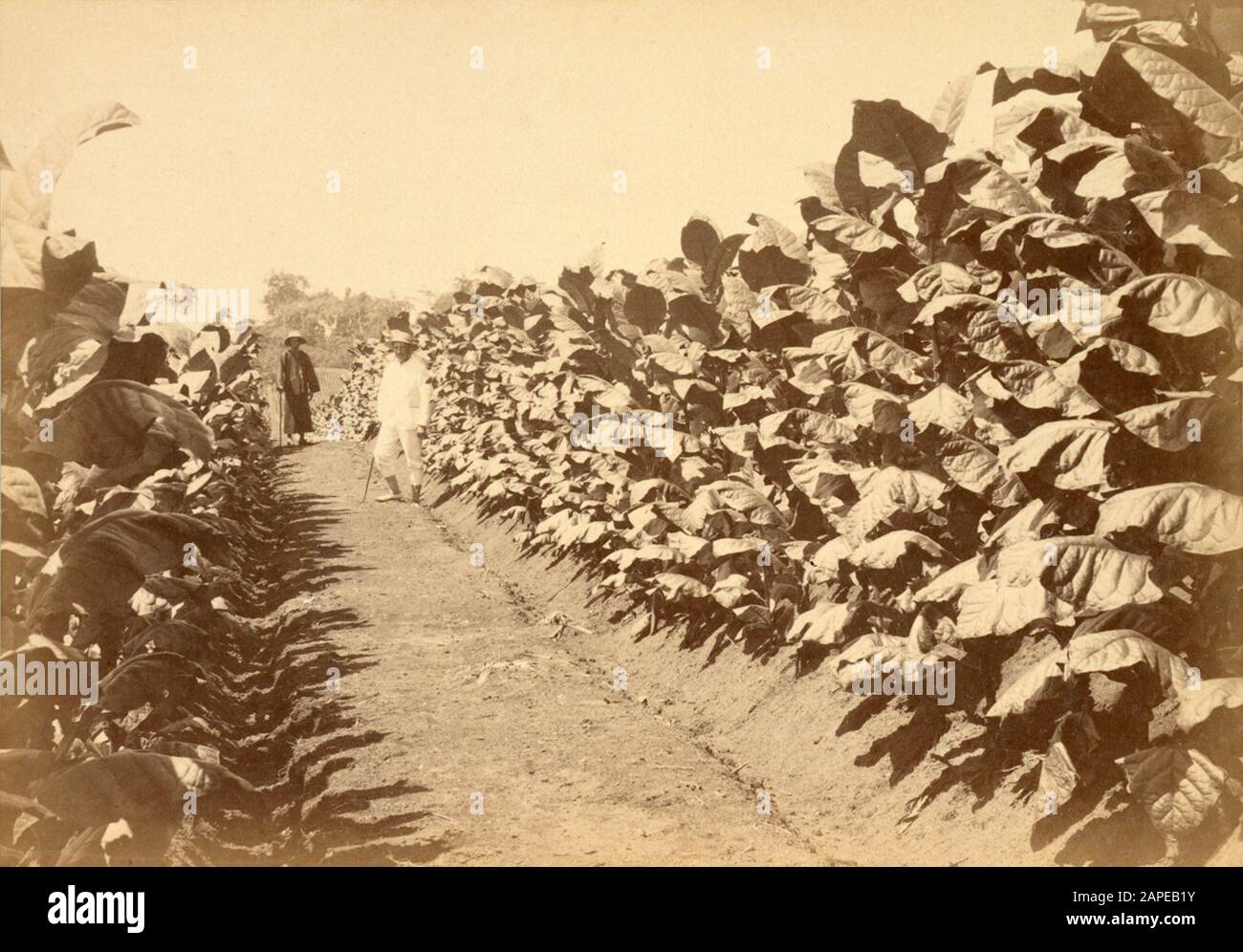 Nationaal Archief Beschrijving: Dhr. Leenhoff te midden van de  tabaksaanplant op onderneming Belawan. Souvenir-Deli, álbum Met foto's van  Medan en omgeving door J, Willem Schut, amateurfotograaf te Medan, 1897.  Dato: CA. 1897