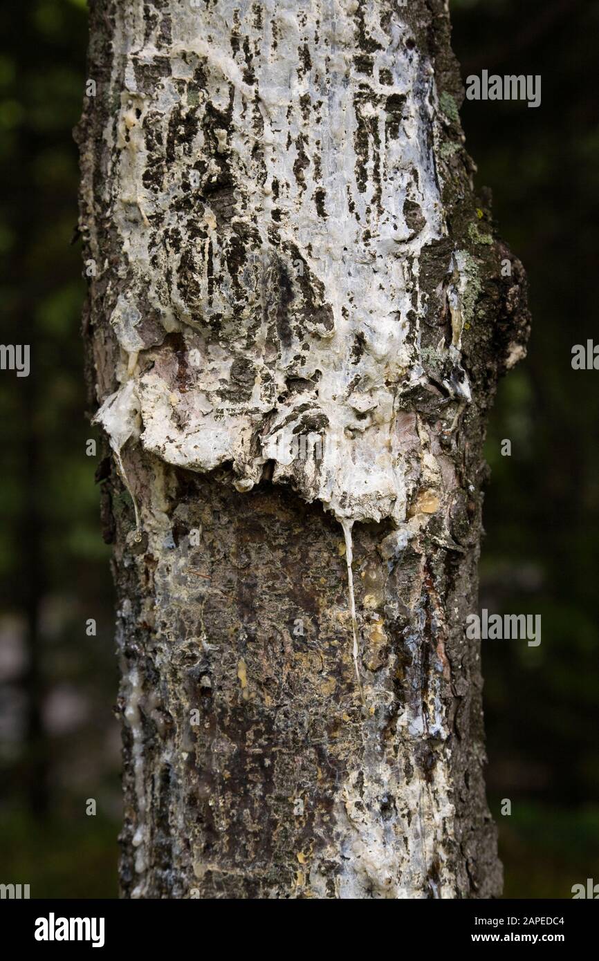 Primer plano de savia blanca cremosa endurecida en el tronco de árbol  coníferas en verano Fotografía de stock - Alamy