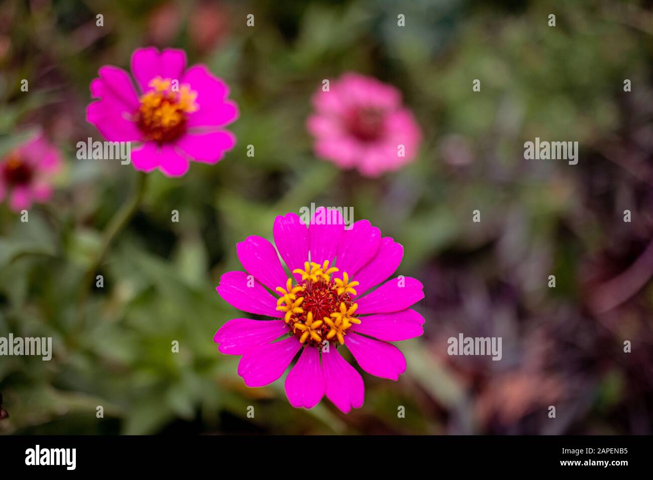 La planta ornamental Zínnia es conocida en Brasil como Flor de Jacó. Foto de stock