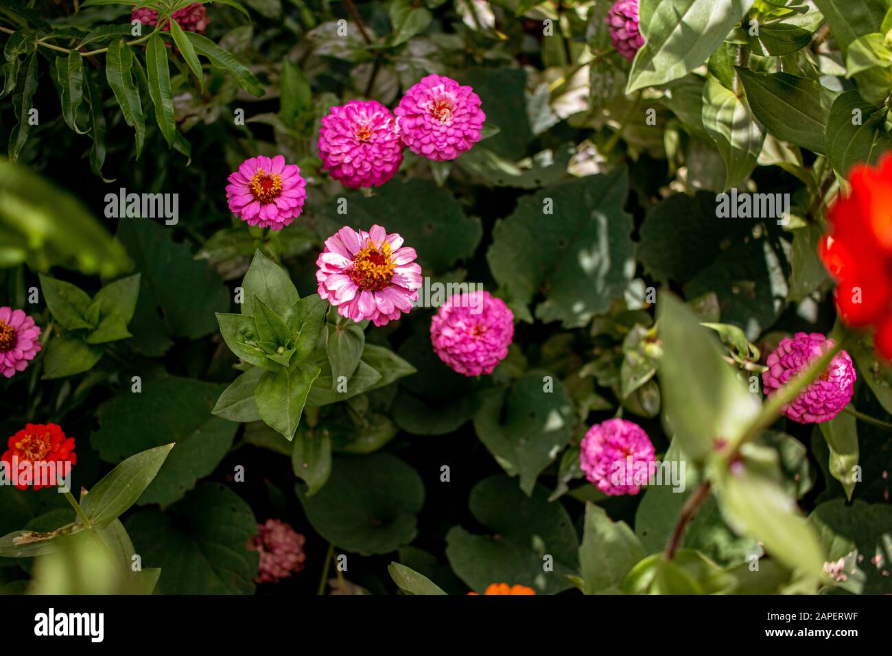 La planta ornamental Zínnia es conocida en Brasil como Flor de Jacó. Foto de stock