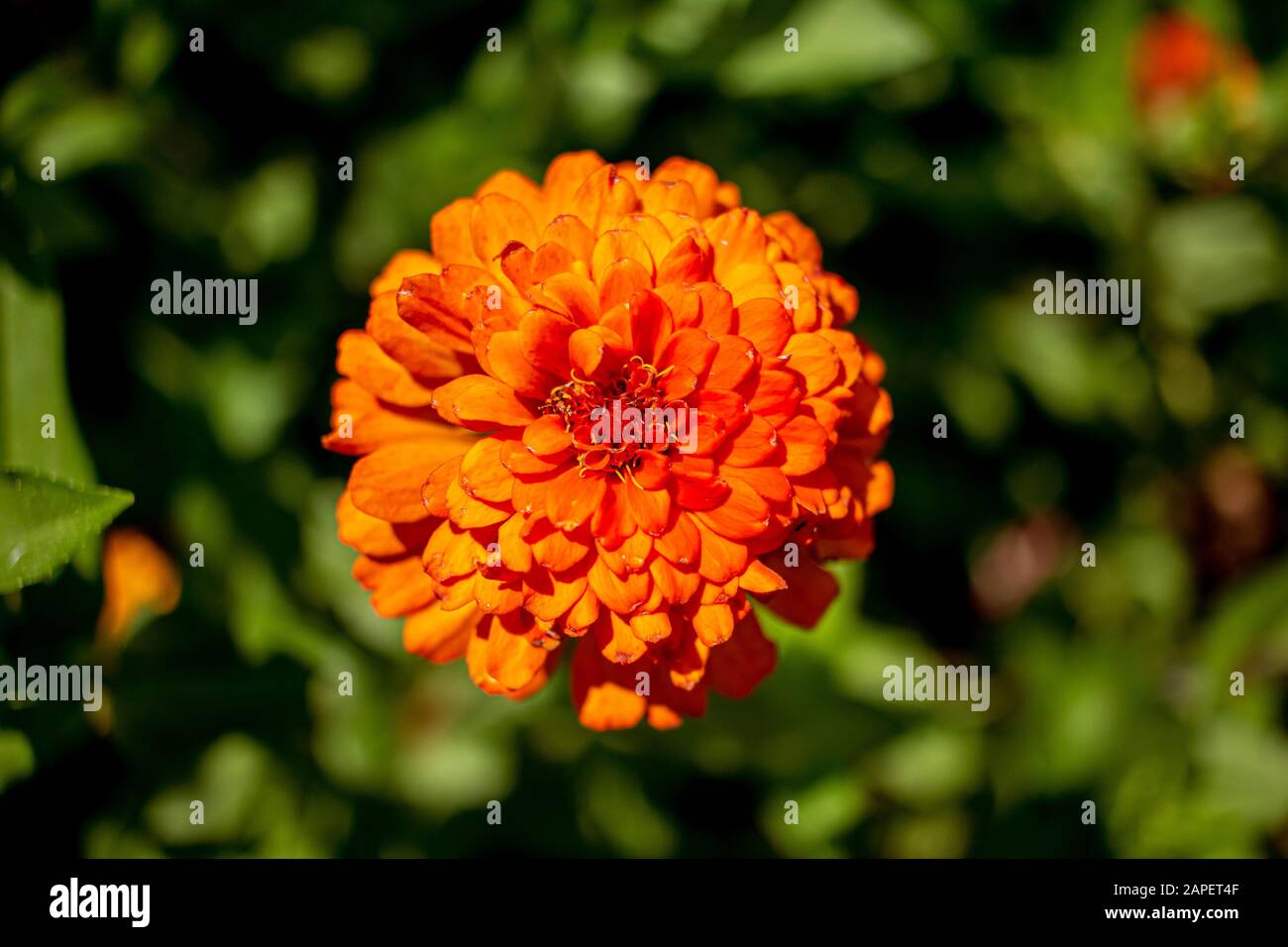 La planta ornamental Zínnia es conocida en Brasil como Flor de Jacó. Foto de stock