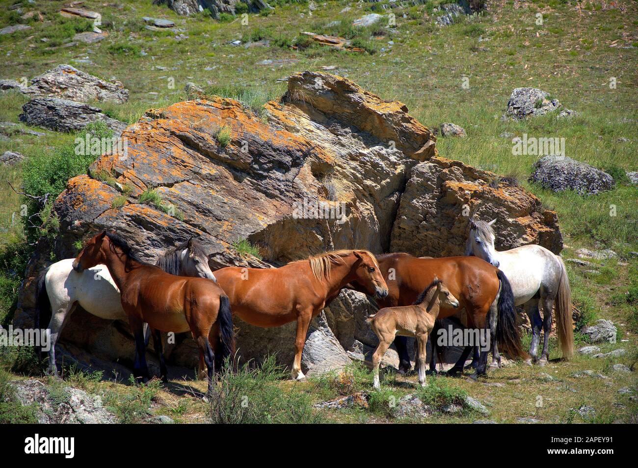 Caballos en diferentes edades
