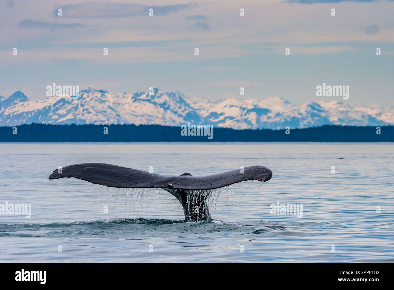 Las ballenas jorobadas (Megaptera novaeangliae) son uno de los animales más icónicos del parque, y algo que la mayoría de los visitantes tienen en la cima de su deseo lis Foto de stock