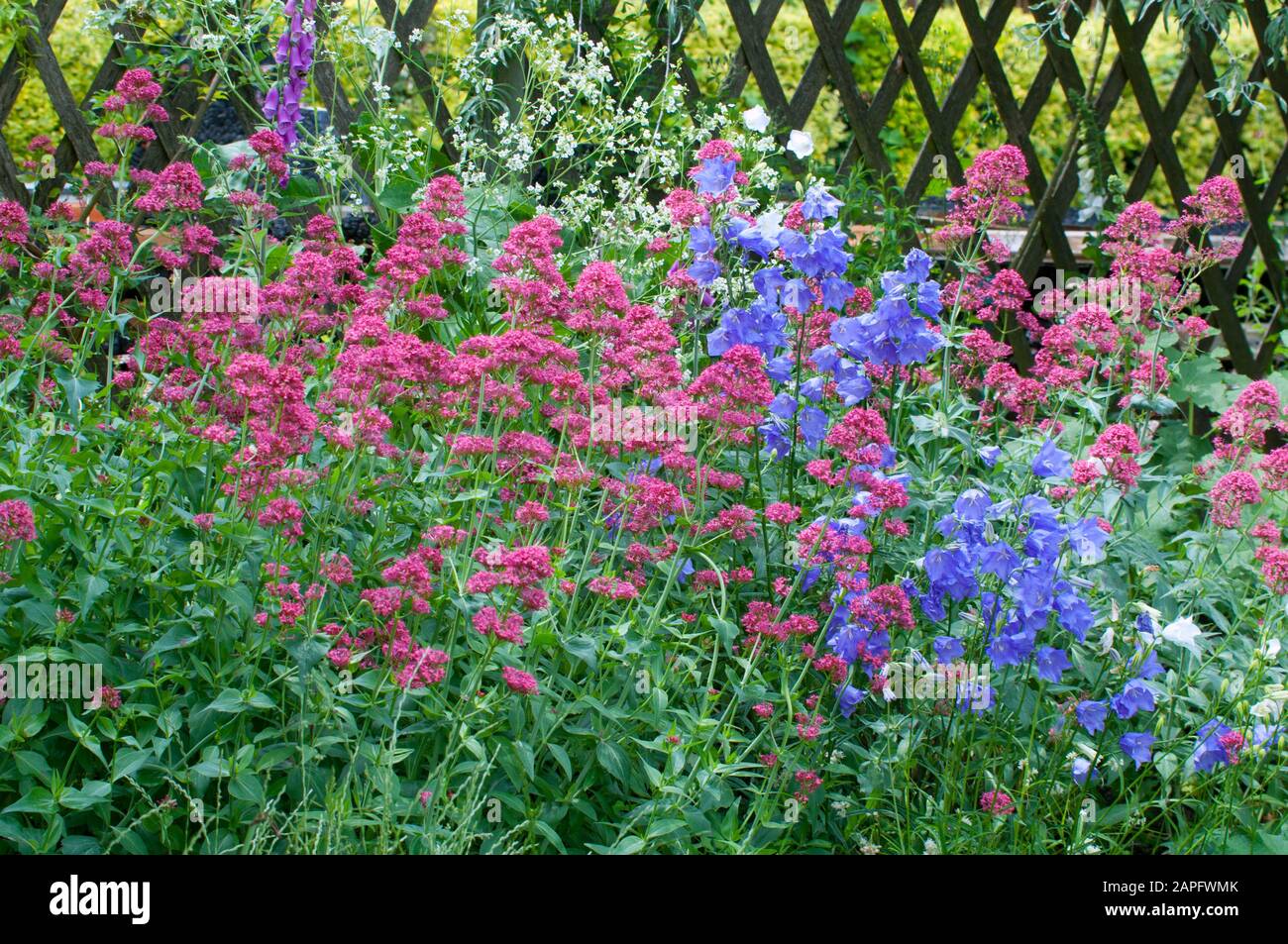 Bellflower (Campanula sp) y valeriano Rojo (Centranthus ruber) en flor en un jardín Foto de stock