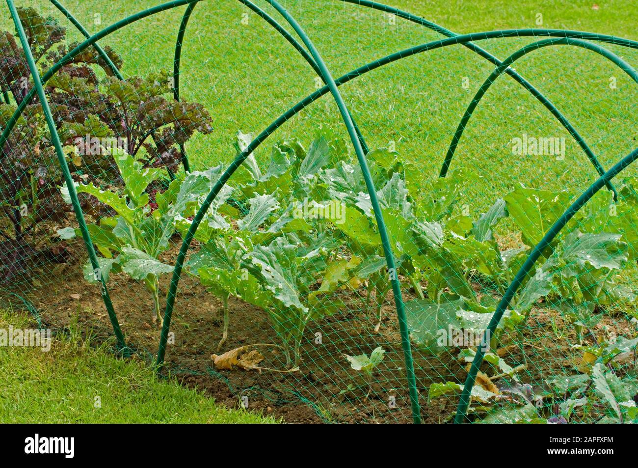 Verduras bajo red protectora Foto de stock