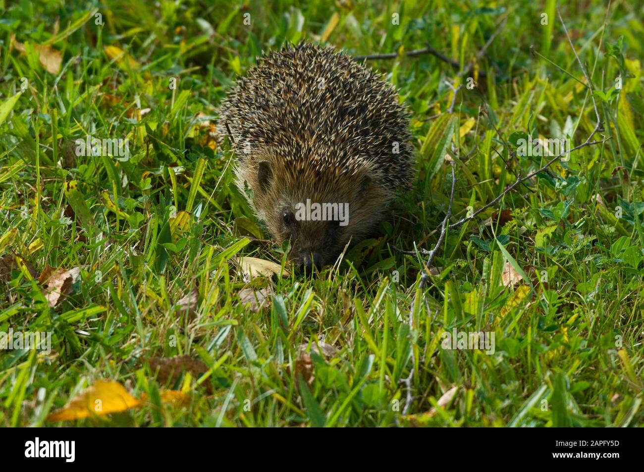 Europa Occidental hedgehog (Erinaceus europaeus) en el jardín Foto de stock