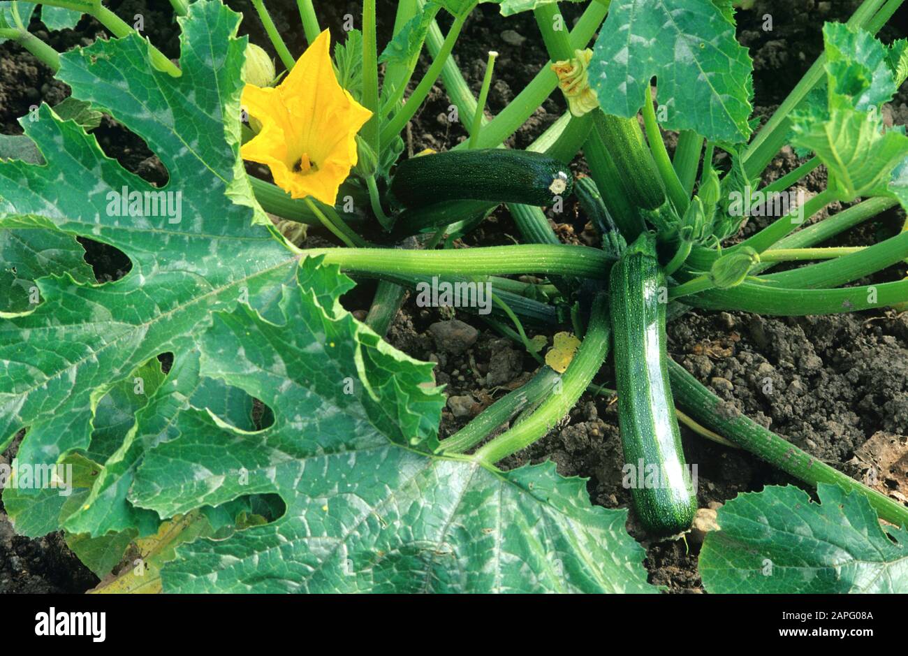 Zucchini (Cucurbita pepo) 'Plendor F1' Foto de stock