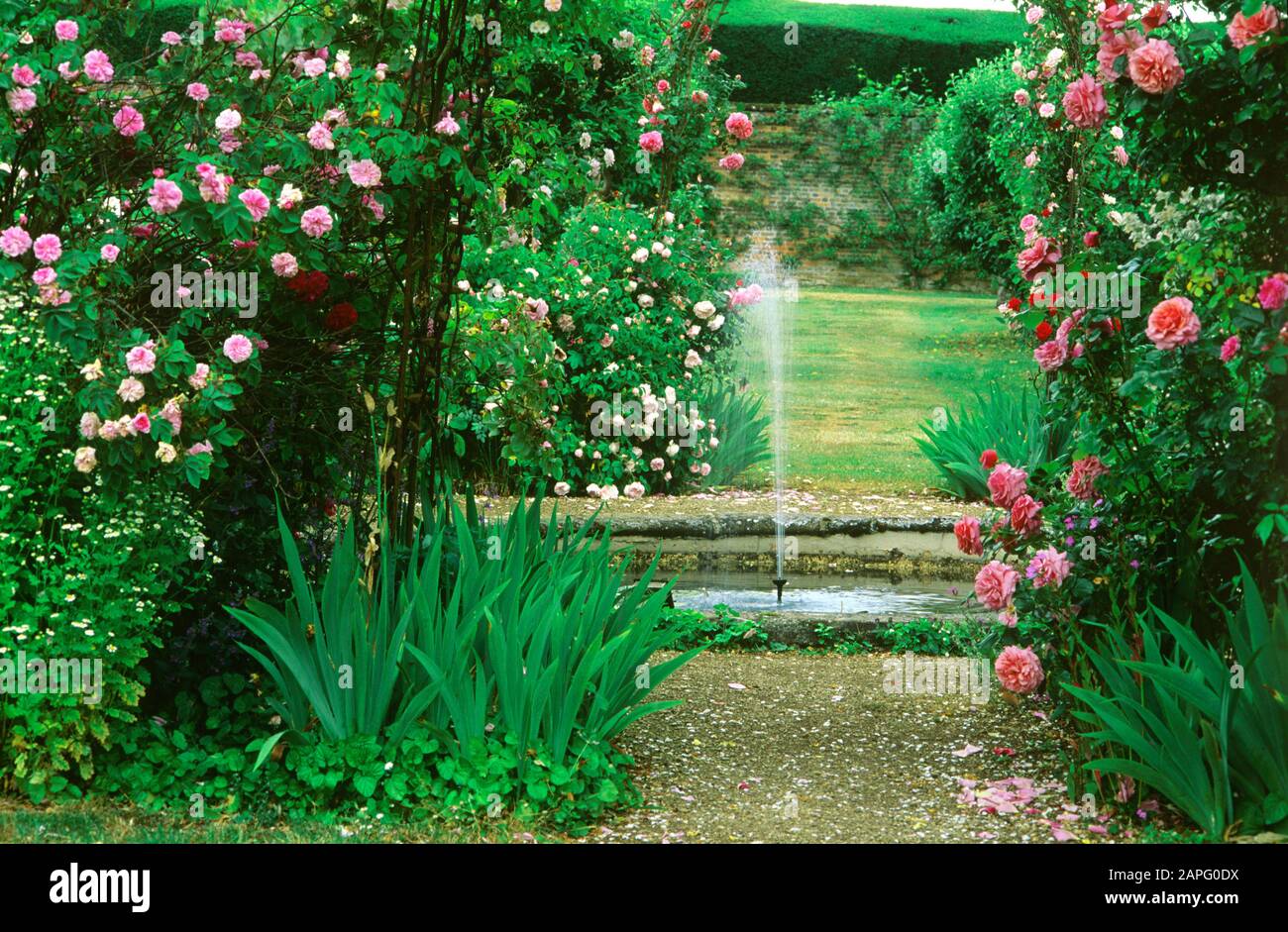 Cuenca con chorro de agua, subida en pérgola e Iris alemán (Iris  germanica), Casa Rousham, Inglaterra Fotografía de stock - Alamy