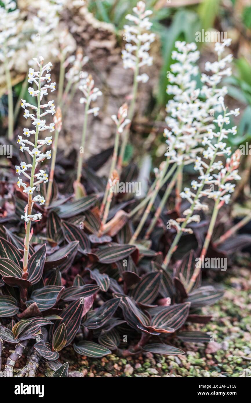Jewel orchid fotografías e imágenes de alta resolución - Alamy