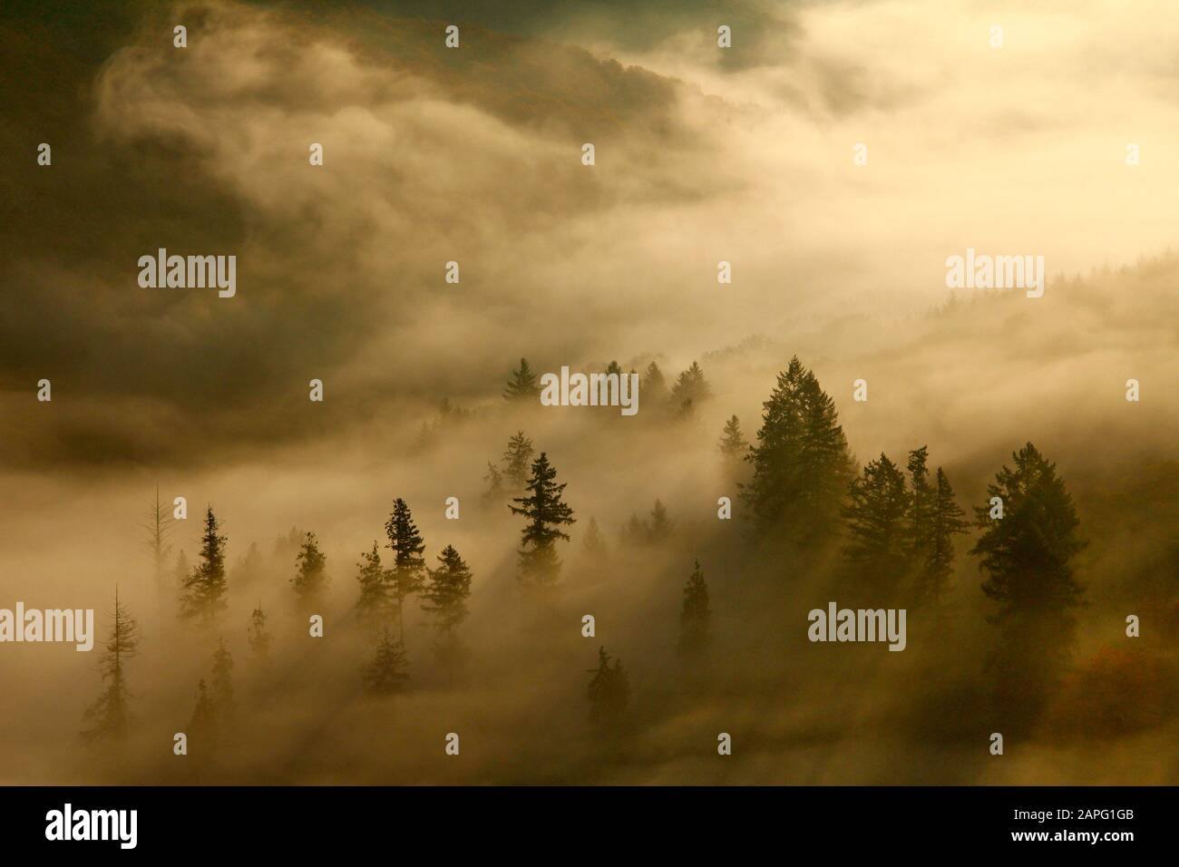 Niebla matutina y árboles en otoño, Valle de Saar, Mettlach, Sarre, Alemania Foto de stock