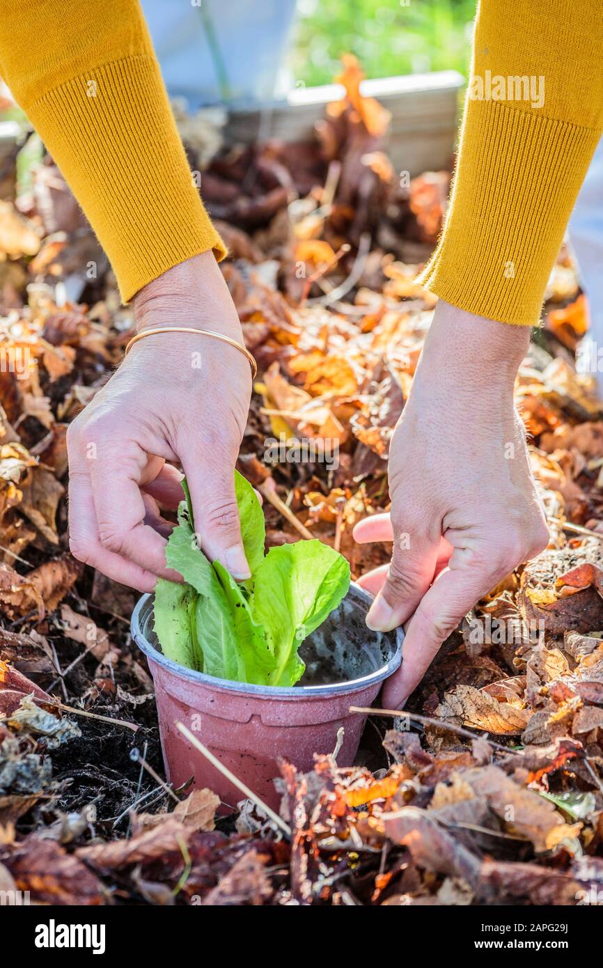 Protección de una planta de ensalada en cultivo sobre mantillo: La planta está rodeada por una olla de plástico de la que se corta el fondo. Foto de stock