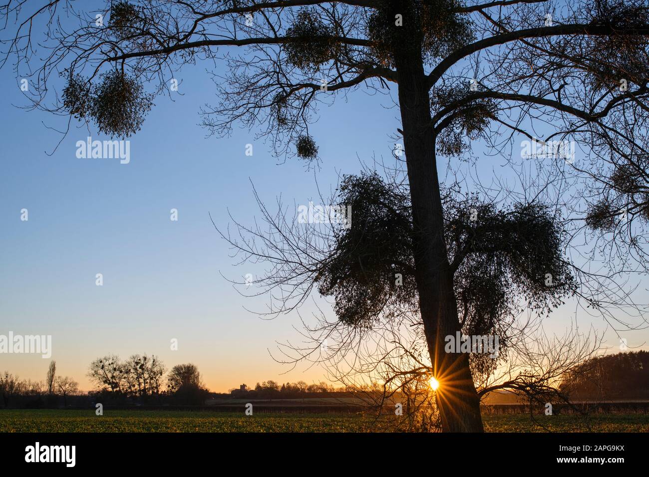 Álbum de Viscum. Muérdago en un álamo en invierno al atardecer. Herefordshire, Inglaterra. Silueta Foto de stock