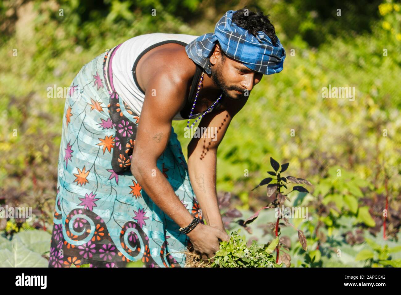 El granjero indio que cuida para el cultivo potato.Farmer extirpa la hierba en el jardín de la patata. Foto de stock