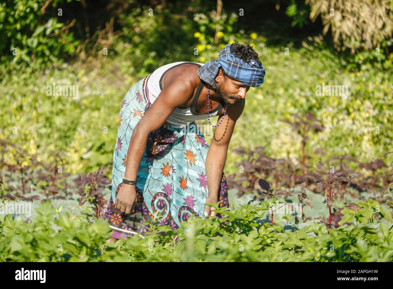 El granjero indio que cuida para el cultivo potato.Farmer extirpa la hierba en el jardín de la patata. Foto de stock