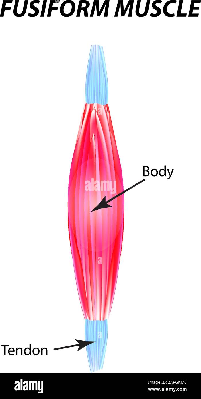 Estructura del músculo esquelético. Músculo fusiforme. Tendón