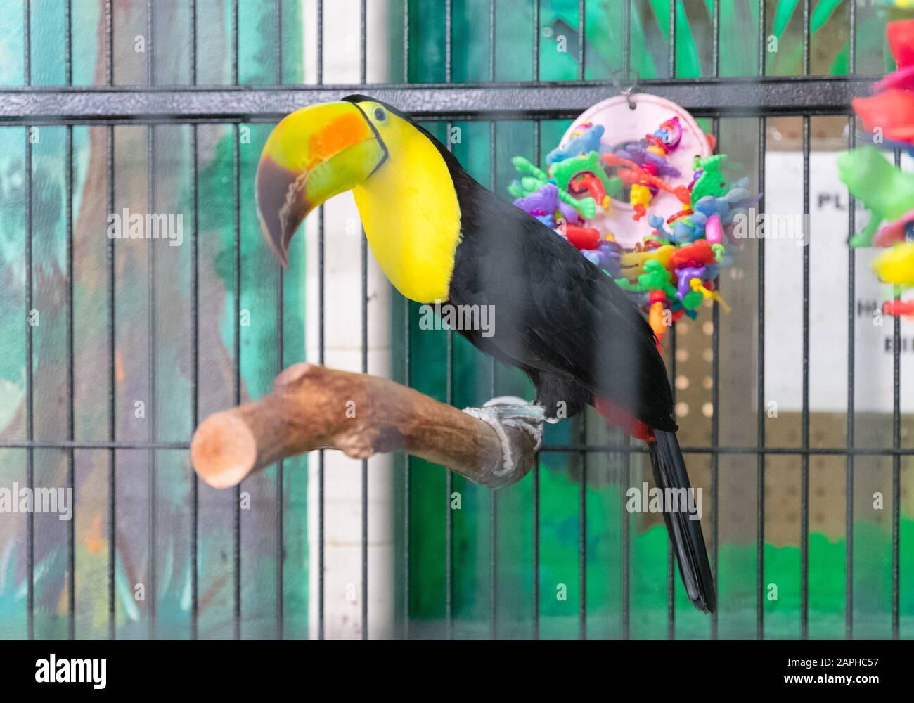 Primer retrato de una hermosa gran hornbill india, pájaro tropical colorido, especie animal Vulnerable de Asia - Imagen Foto de stock