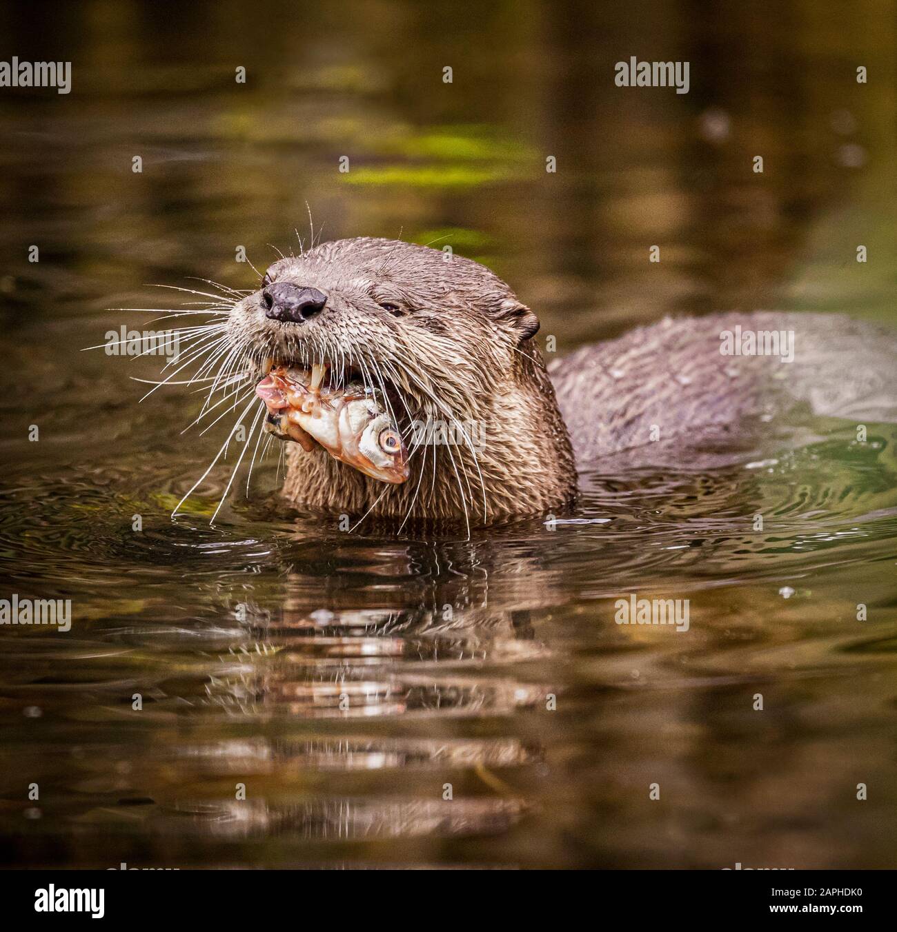 La Otter De Almejas Cortas Asiáticas (Amblonyx Cinereus) Pesca Foto de stock