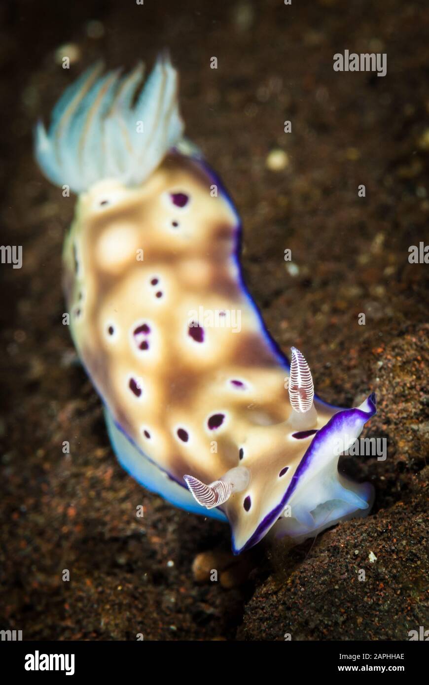 Un exótico y colorido nudibranch arrastrándose a lo largo del fondo de tierra en Bali, Indonesia. Foto de stock