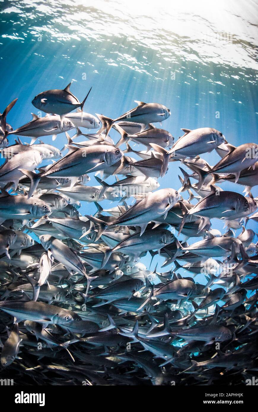 Escena submarina de una escuela de peces en el Parque Nacional Marino Cabo Pulmo, México. Foto de stock