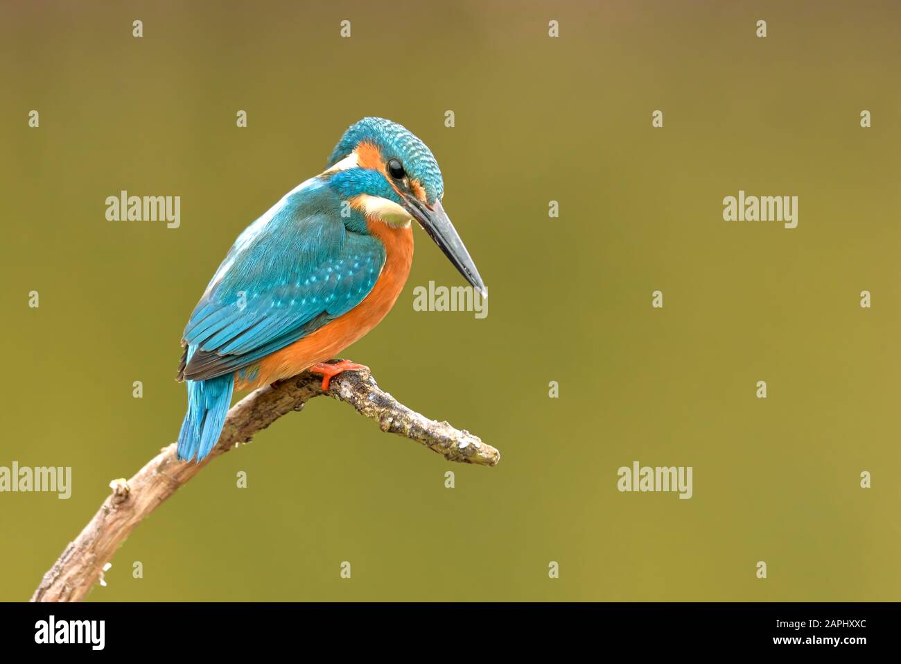 Europa Hungría Opusztaszer Kingfisher común Male (Alcedo atthis) Martín pescador eurasiano y Martín pescador de río. Foto de stock