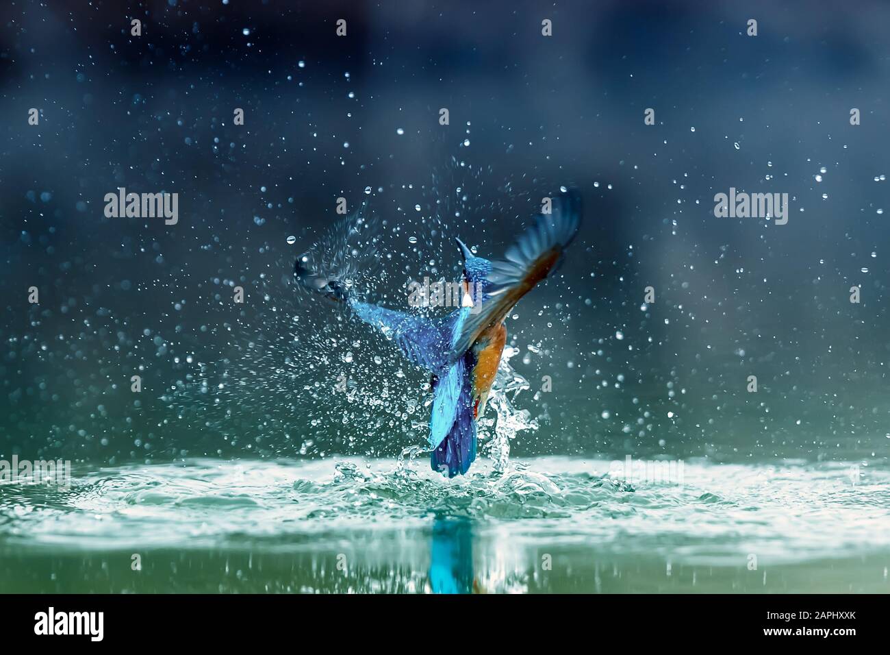 Europa Hungría Opusztaszer Kingfisher común Male (Alcedo atthis) Martín pescador eurasiano y Martín pescador de río. Foto de stock