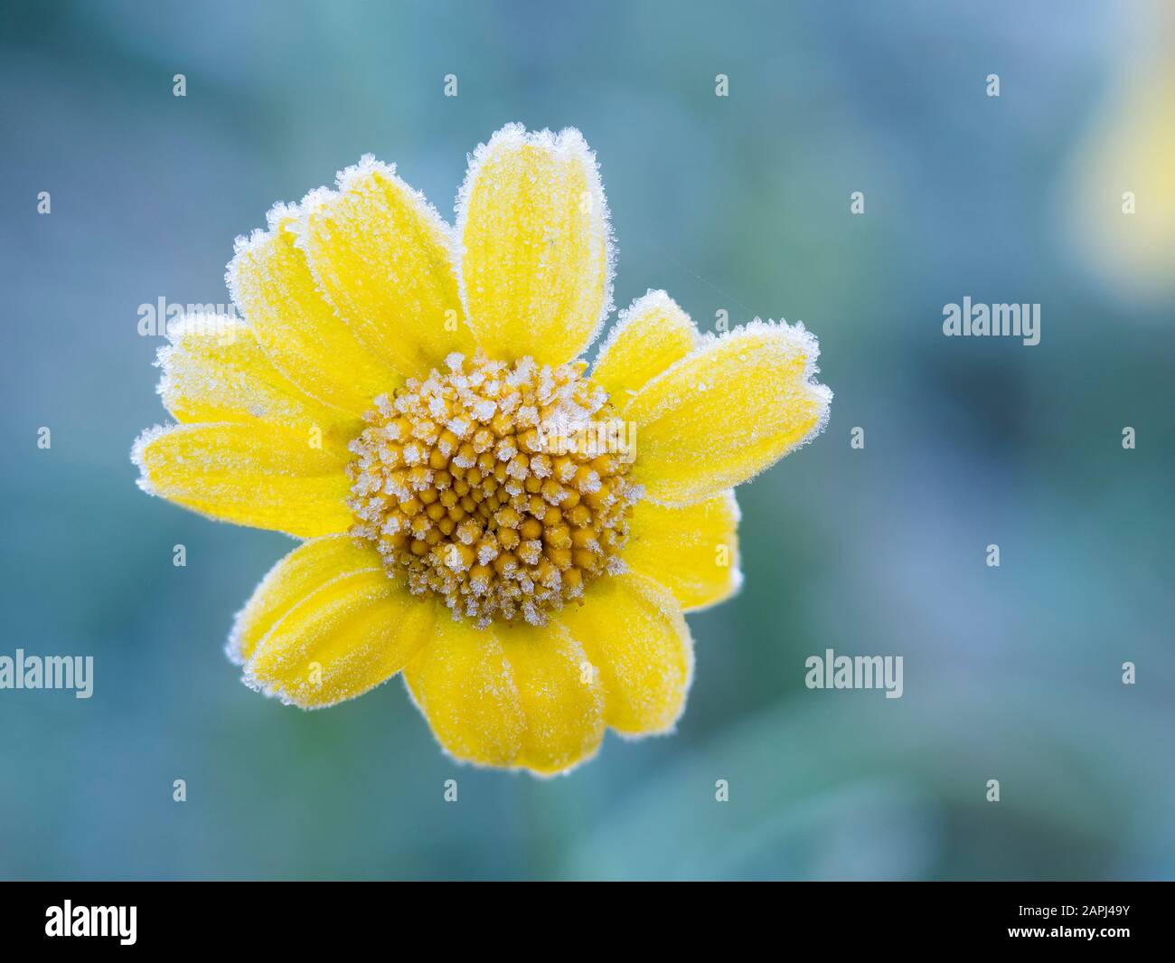 Flor amarilla cubierta de escarcha en invierno. Tipperary, Irlanda Foto de stock