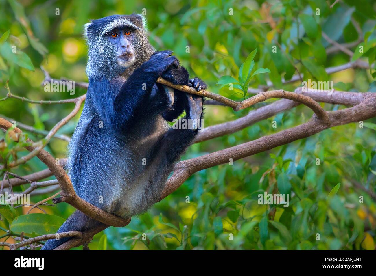Mono azul en el Lago Manyara, Tanzania, África Fotografía de stock - Alamy