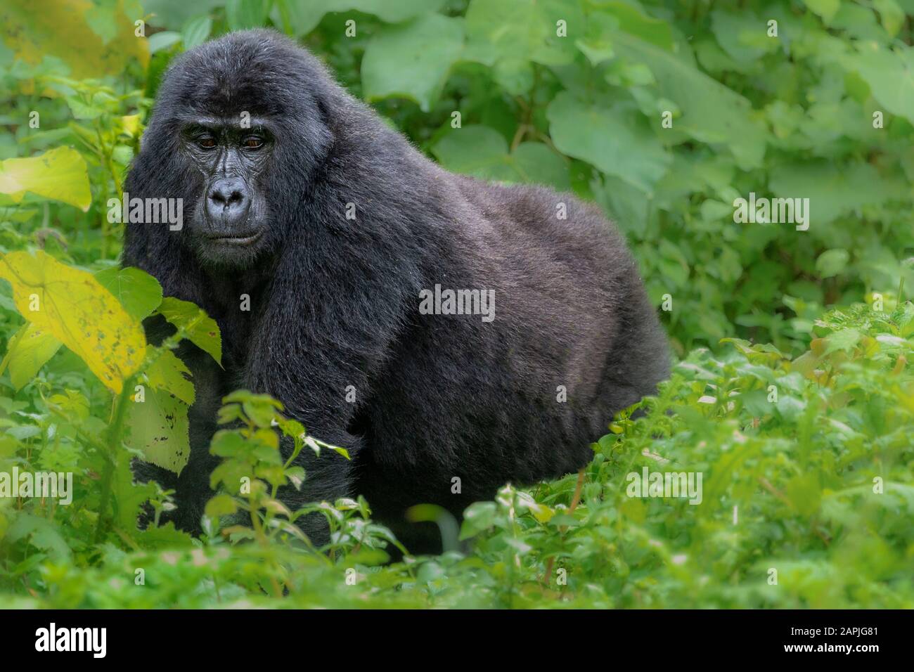 Silverback Mountain Gorilla, En Bwindi, Uganda Foto de stock