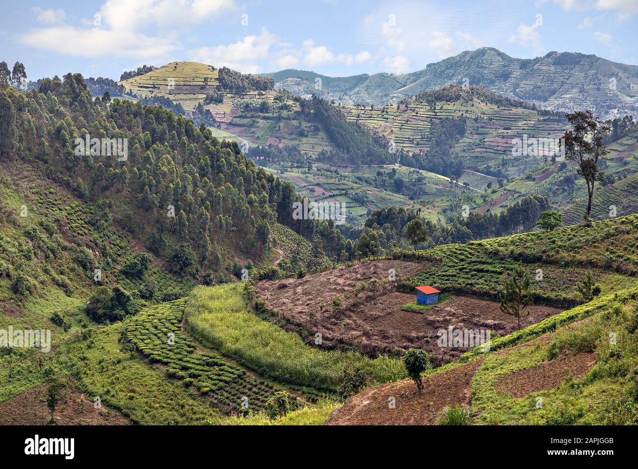 Plantación de té y terrazas agrícolas en Uganda, África Foto de stock