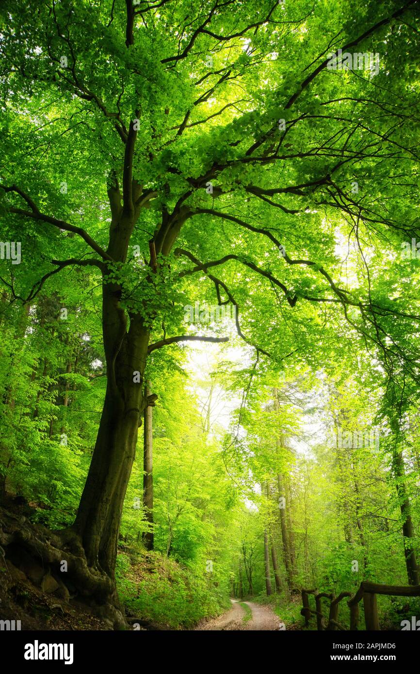 Majestuoso árbol de haya en un bosque verde con luz suave, formato retrato Foto de stock