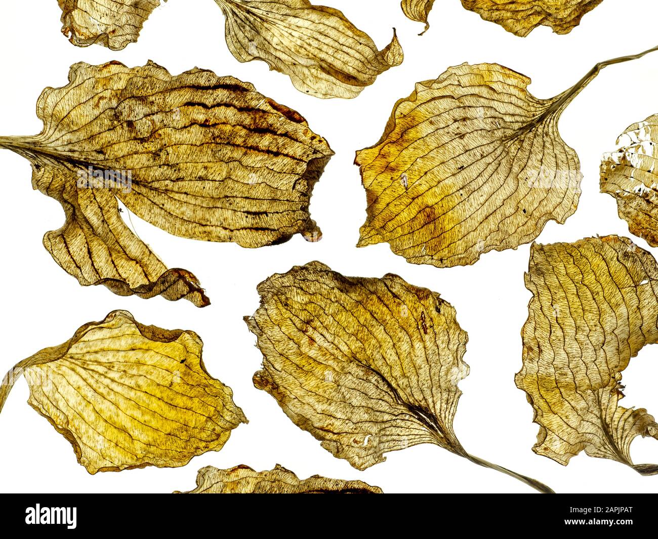 Hosta hojas muertas colocadas en diseño Nombre común Plantain Lily Winter Norfolk Foto de stock