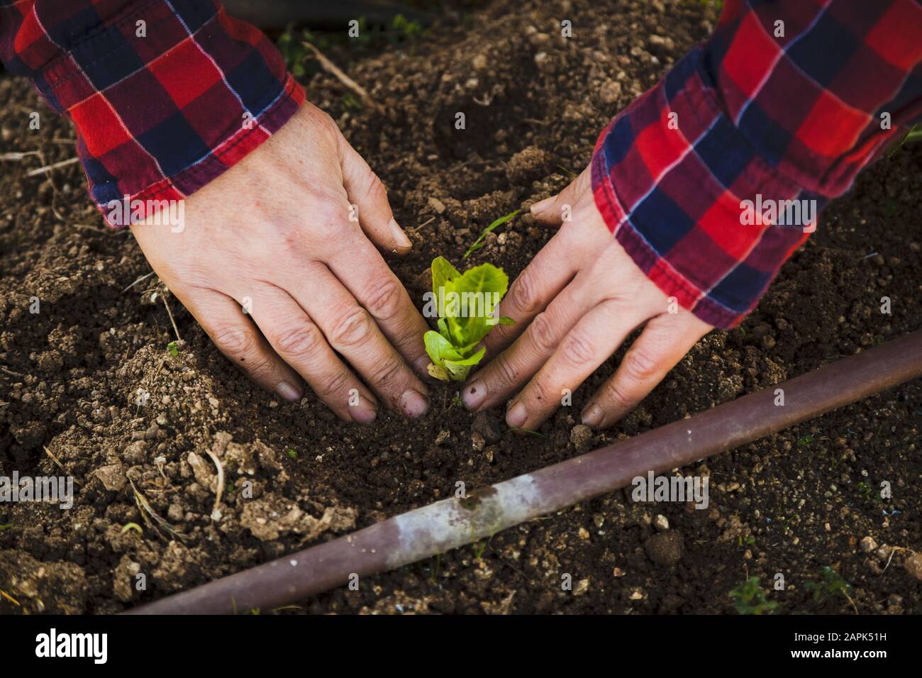 Mujer joven haciendo jardinería urbana en el día soleado de la primavera Foto de stock