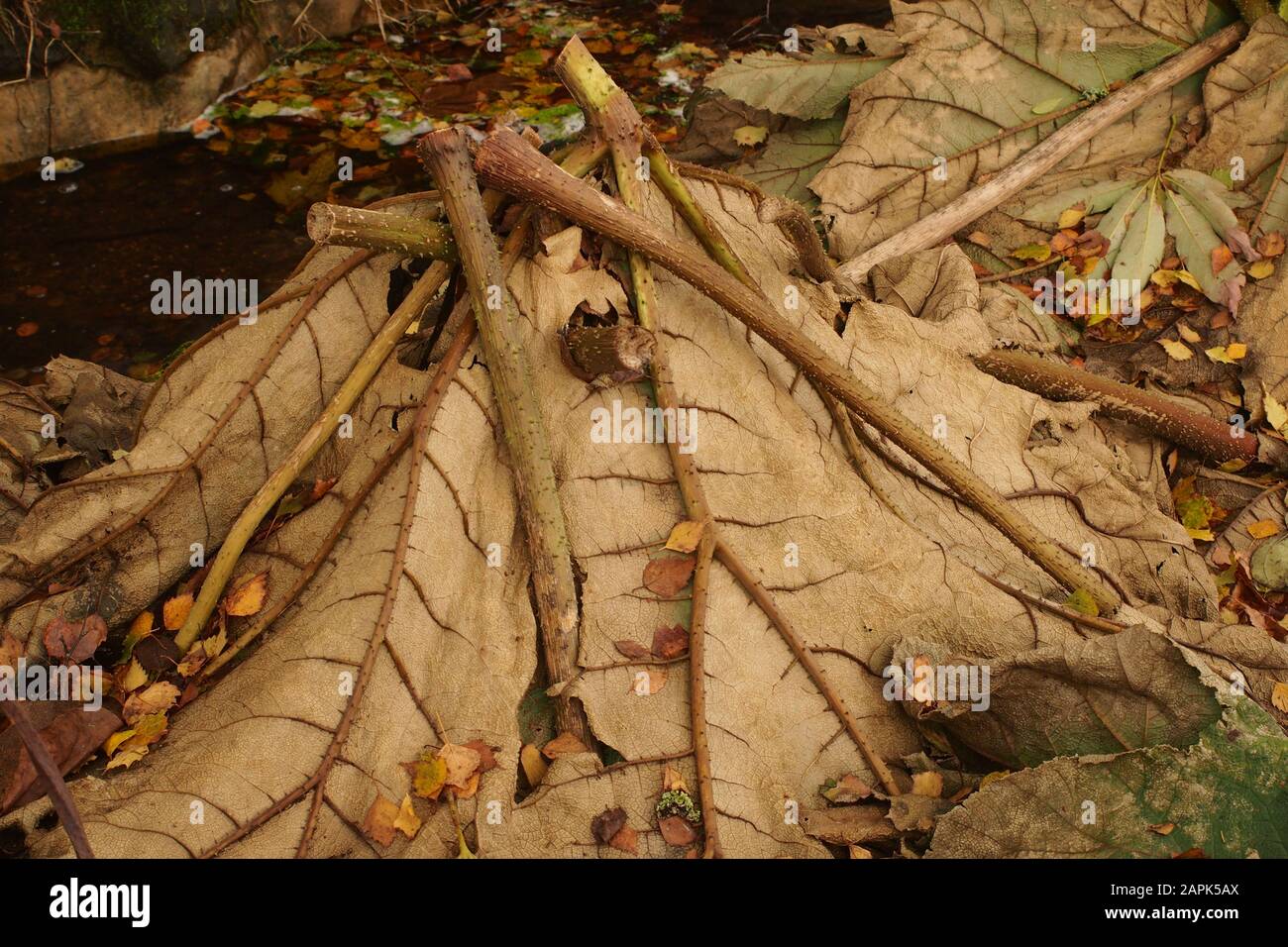 Las plantas de Gunnera manicata se cortaron y se voltearon para cubrir el sumidero para la protección durante el invierno Foto de stock