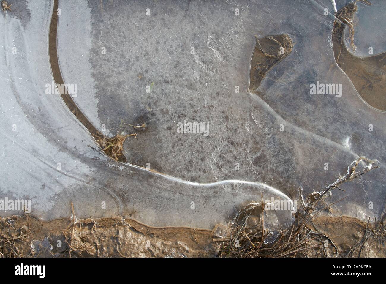 Hielo transparente fino en la superficie del charco Foto de stock
