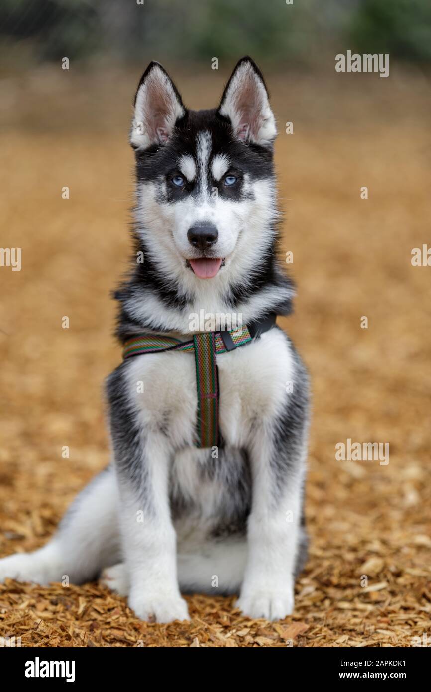 Cachorro hembra Husky siberiano Fotografía de stock - Alamy