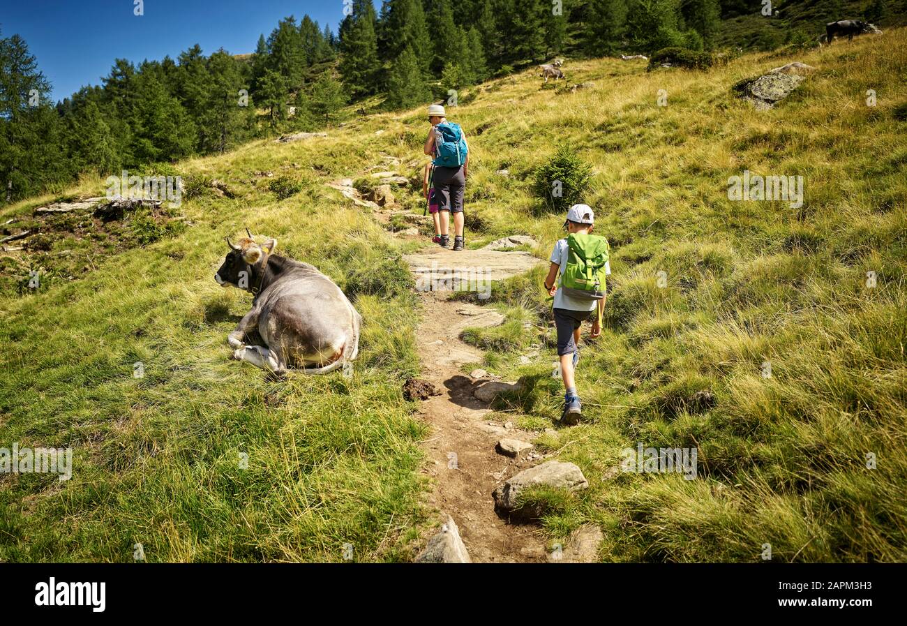 Madre con dos niños caminando en el paisaje alpino pasando una vaca, Valle de Passeier, Tirol del Sur, Italia Foto de stock