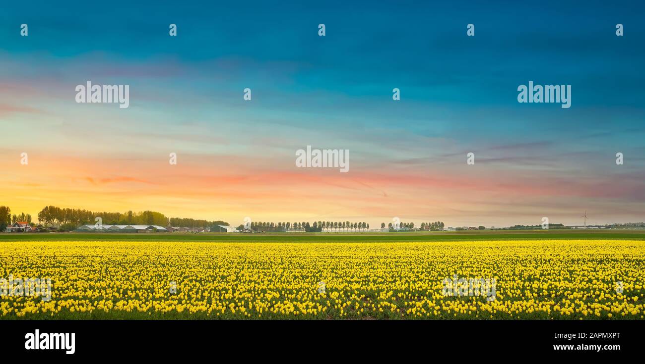 Tulipanes amarillos en flor, campo de cultivo de flores en primavera al atardecer. Árboles en el fondo. Keukenhof, Holanda O Países Bajos, Europa. Foto de stock