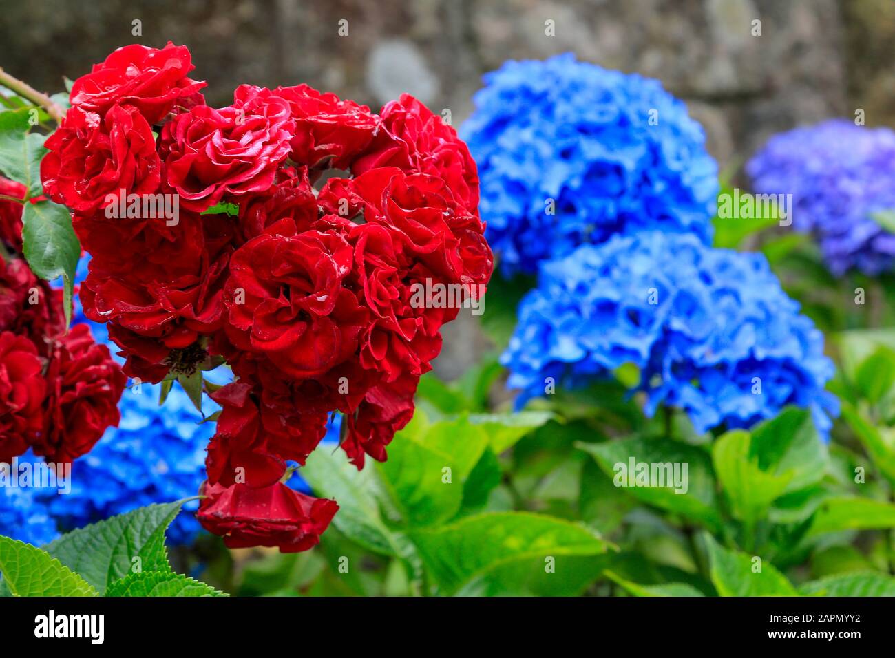 Rosas rojas y flores de Hydrangea azul, primer plano en pleno sol. Foto de stock