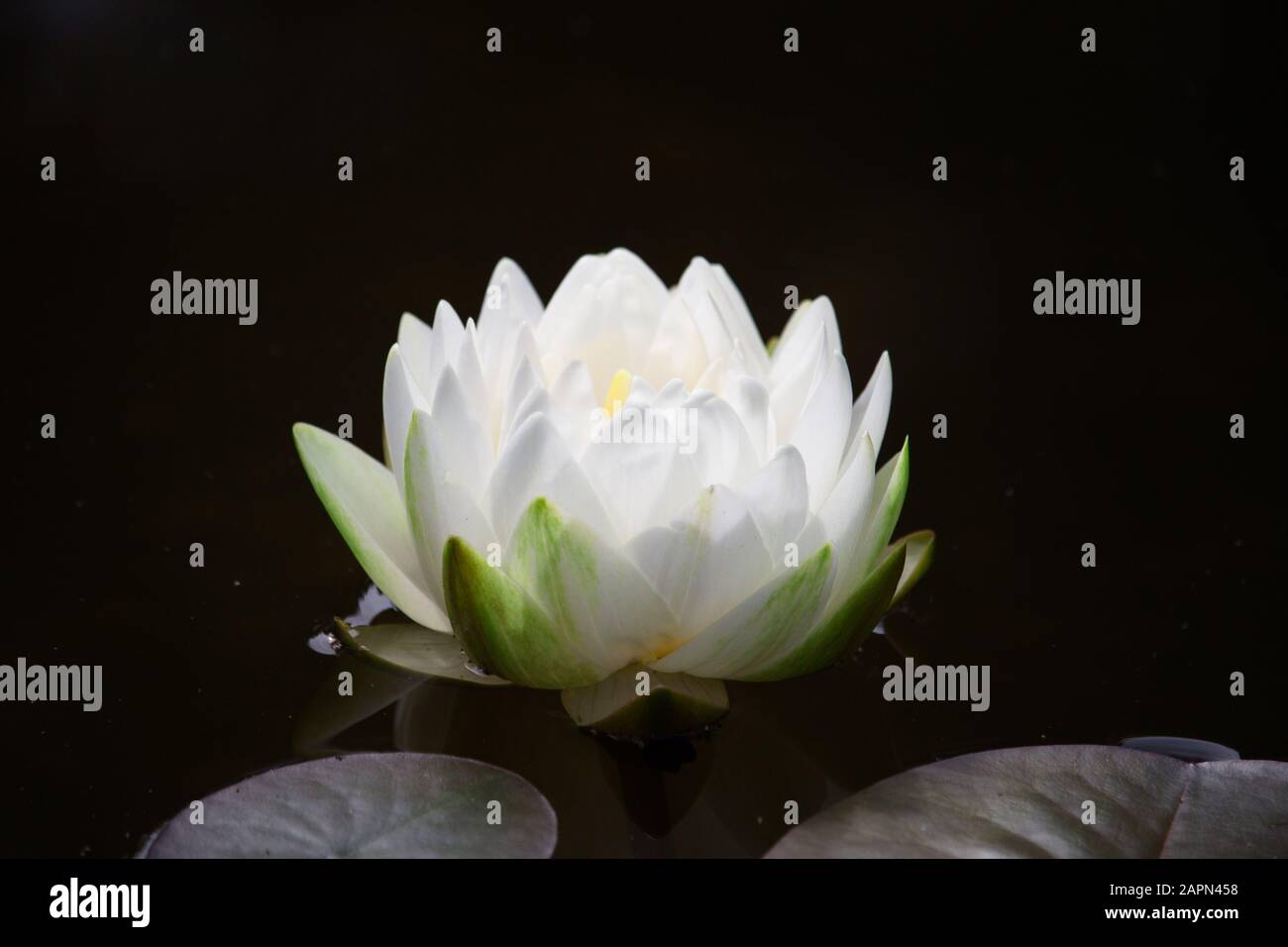 White Water Lily flotando en un estanque con un fondo oscuro y artístico. Nymphaeaceae es una familia de plantas con flores, comúnmente llamadas lirio de agua. Foto de stock