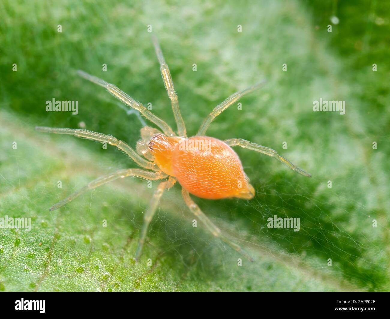 Araña naranja fotografías e imágenes de alta resolución - Alamy
