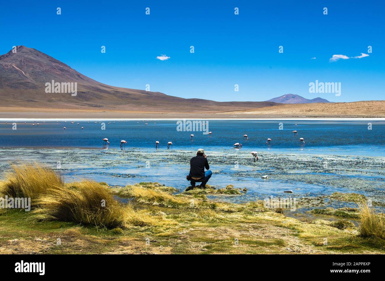 Fotógrafo tackin fotos de los flamencos James y Chileno en Laguna Hedionda ubicado en el altiplano boliviano cerca del Salar de Uyuni (Salar de Uyun Foto de stock