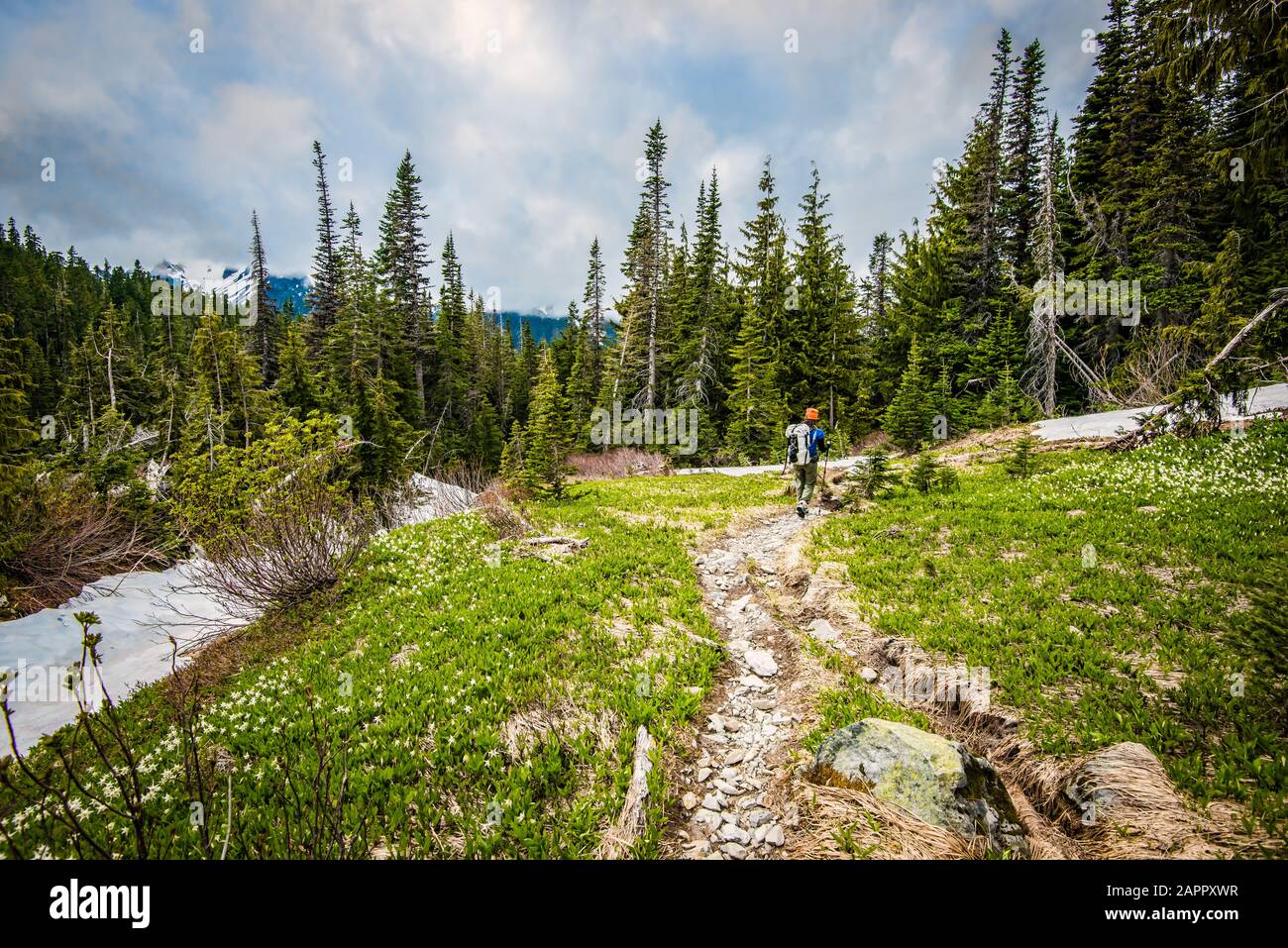 Un mochilero caminatas a través del contraste de flores floreciendo y parches de nieve en Glacier Meadows, Olympic National Park, WA. Foto de stock